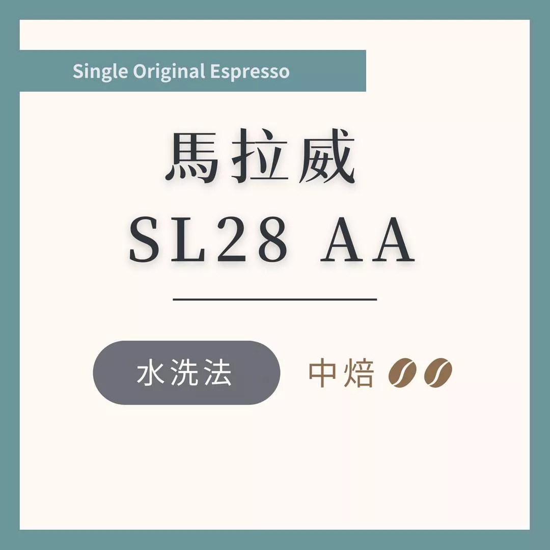 馬拉威 SL28 AA 水洗 中焙