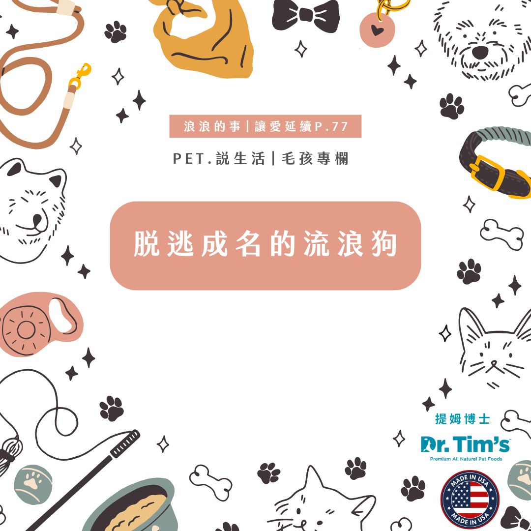 浪浪的事｜脫逃成名的流浪狗