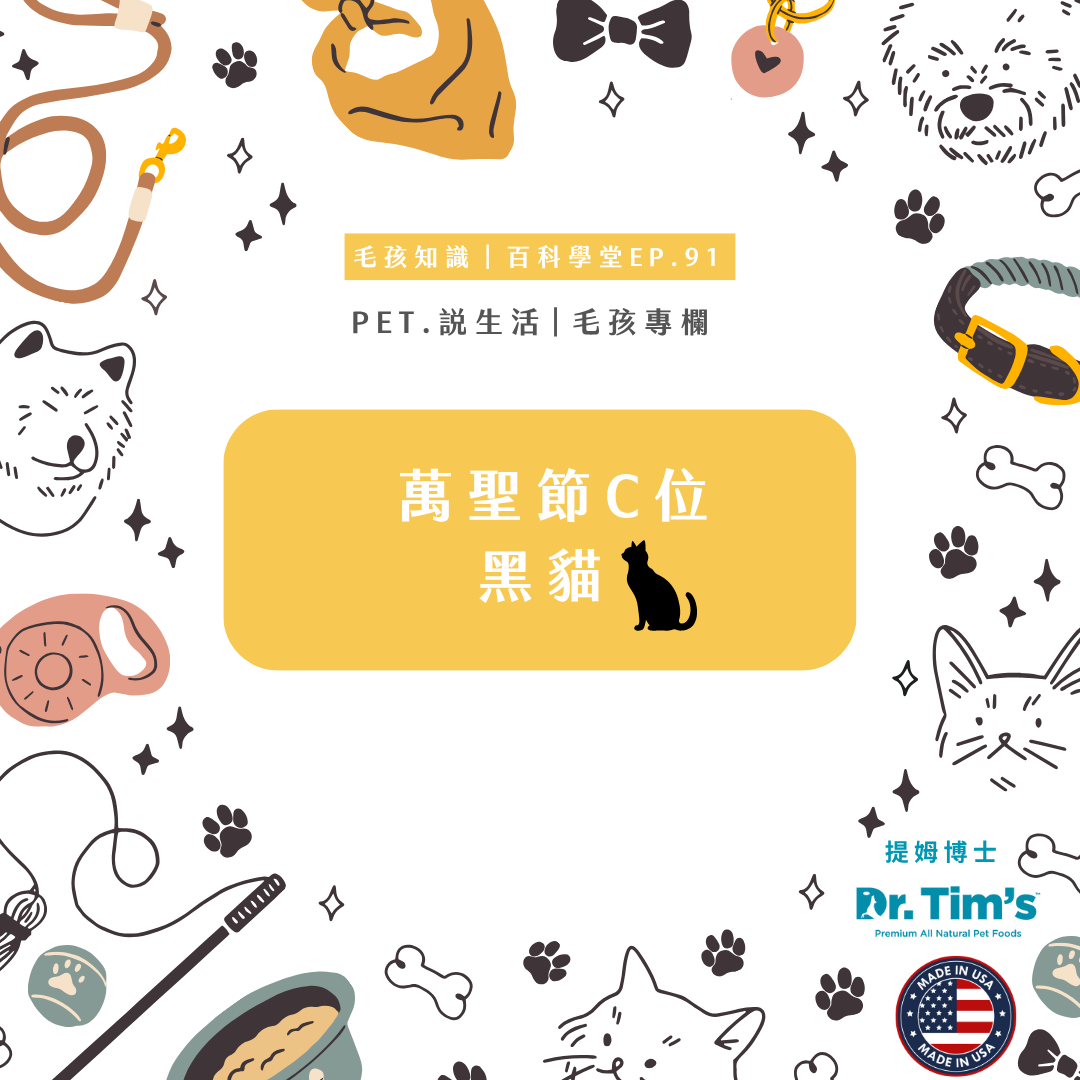 毛孩知識｜萬聖節C位-黑貓