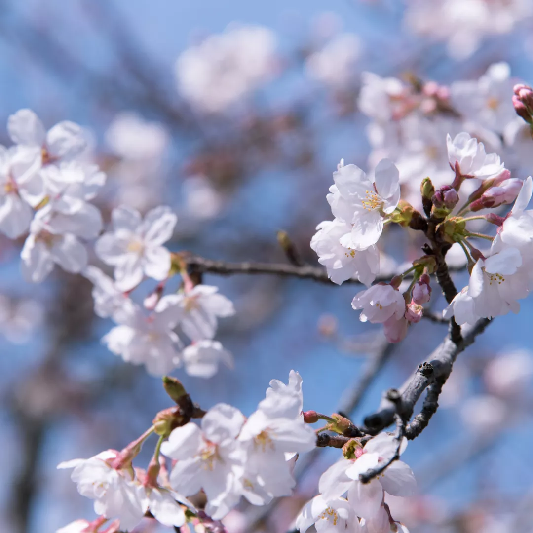 NO.100 櫻織花冷｜香氛噴霧