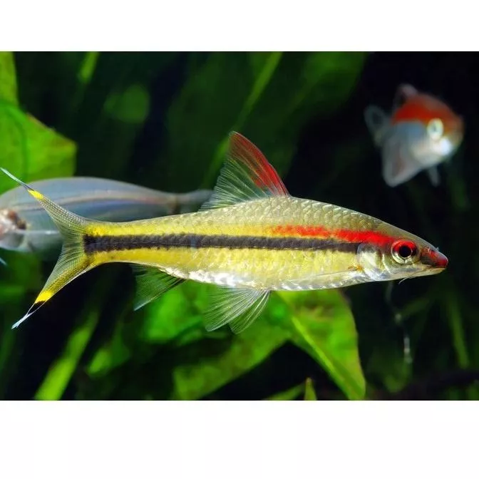 一眉道人 5-6公分