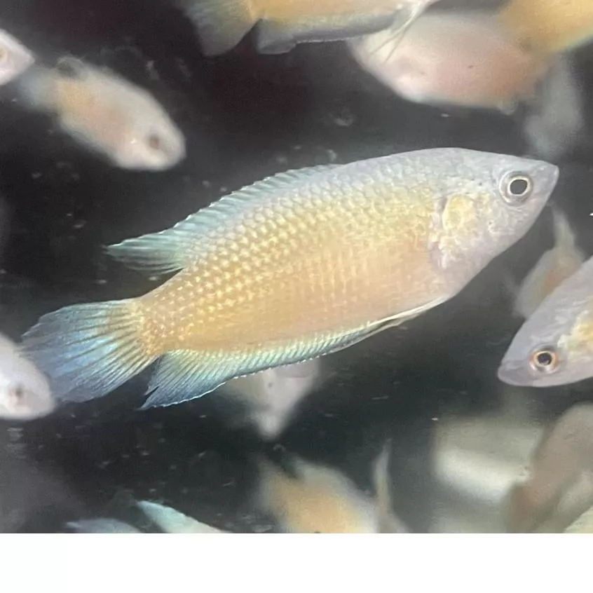 澳洲火焰彩兔鬥魚 3-4公分