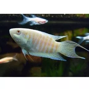 白子蓋斑鬥魚 3-4公分