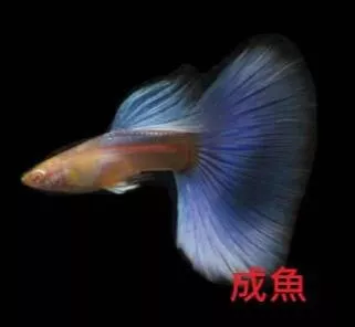 藍白孔雀魚 ( 1公1母)