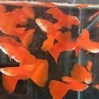 全紅白子孔雀魚