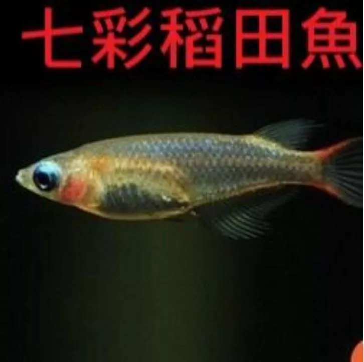 七彩稻田魚