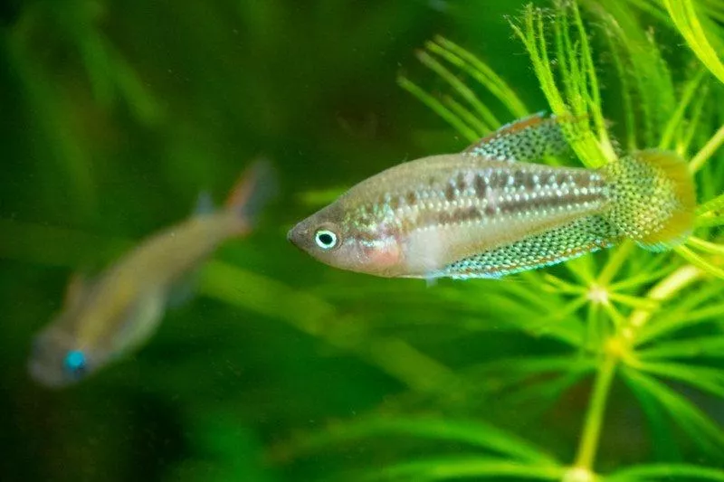 珍珠麗麗(叩叩魚)