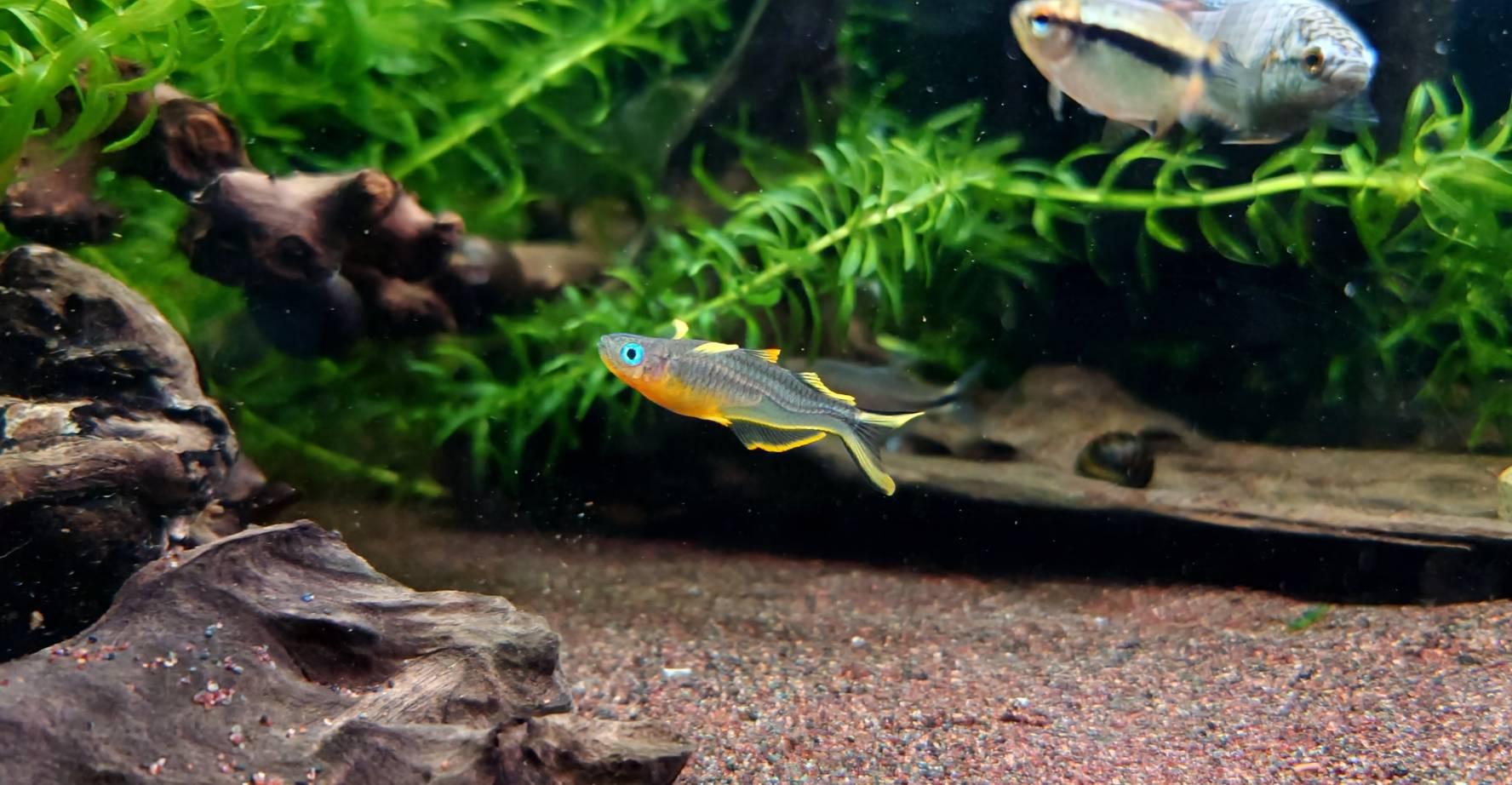 霓虹燕子