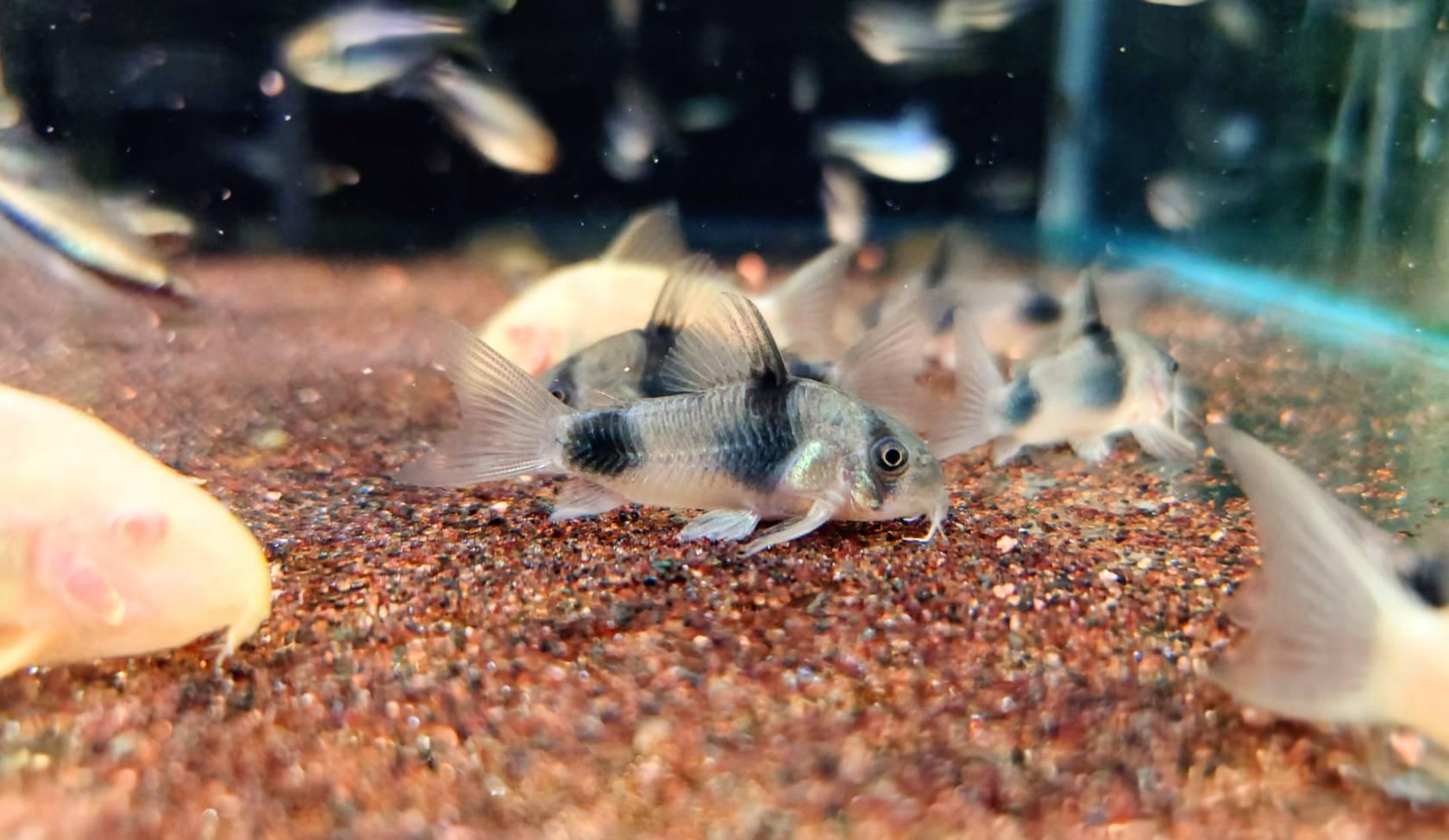 魏茲曼尼鼠