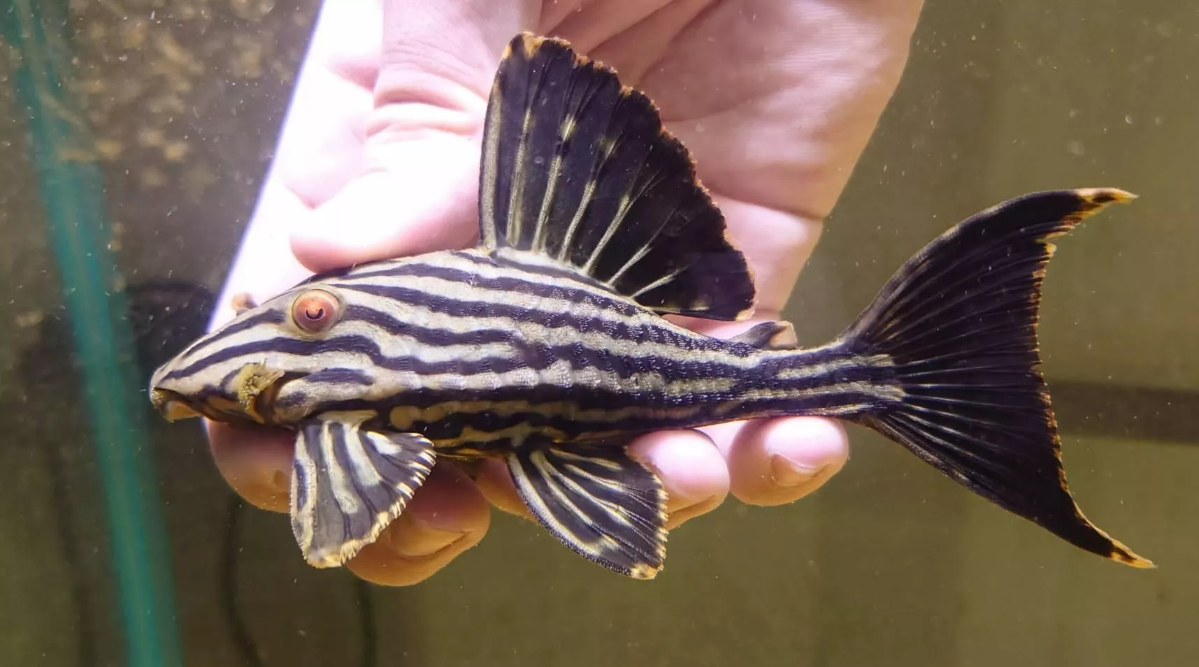 水魚水族官網