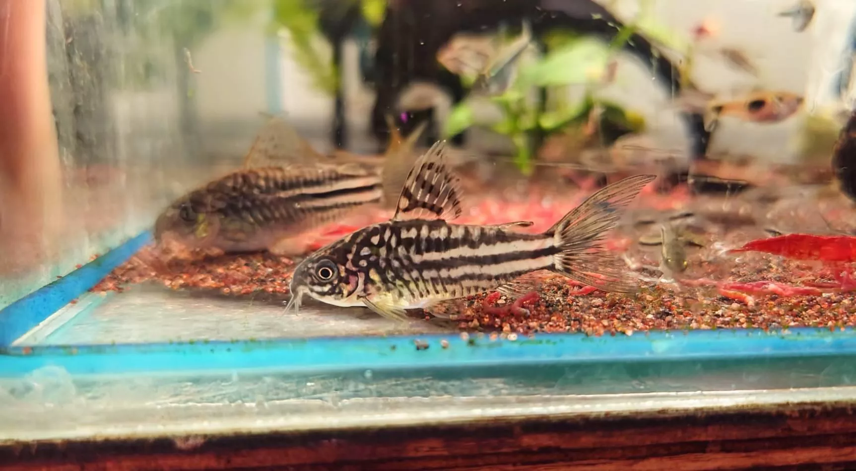 水魚水族官網