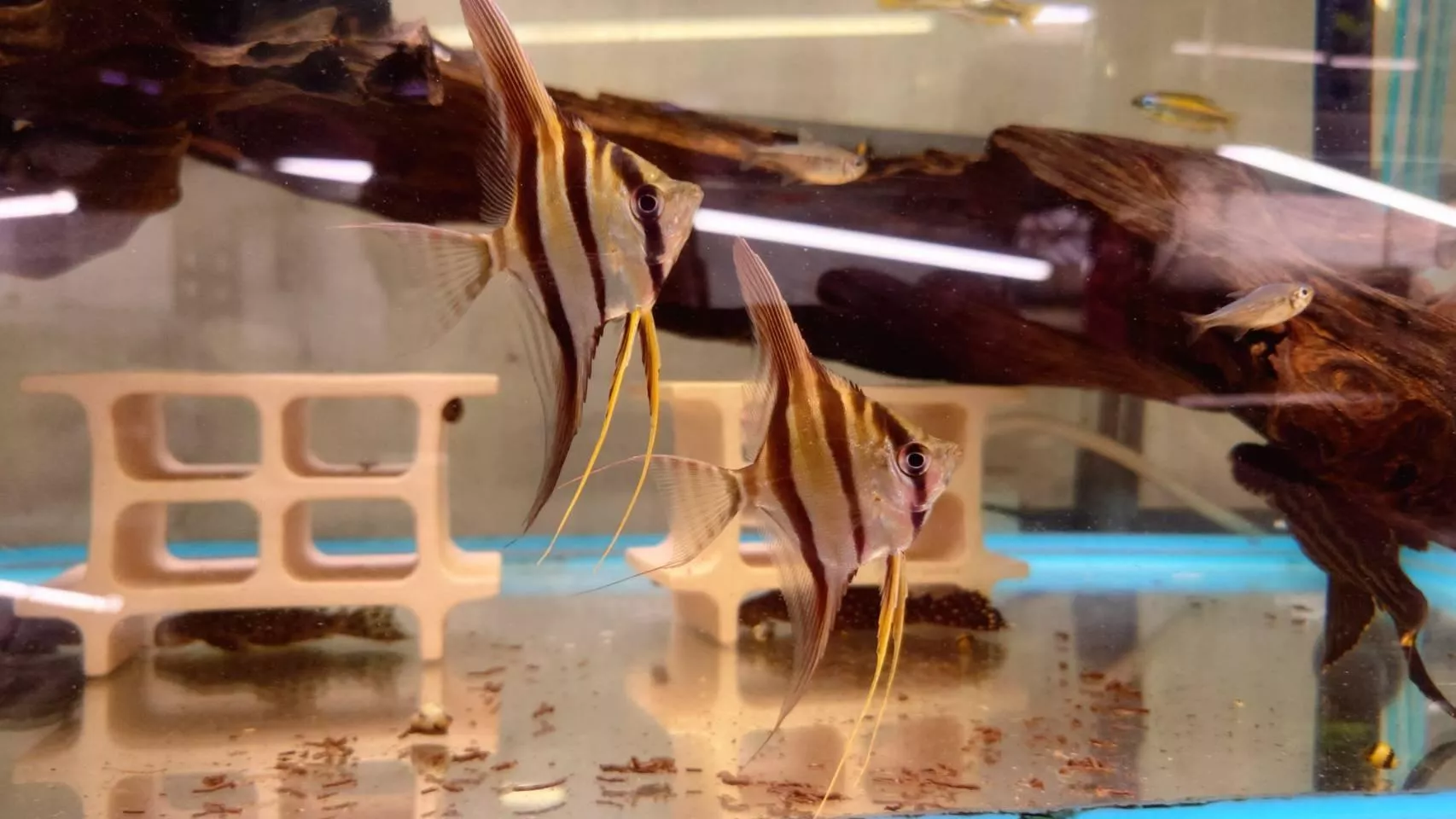 W埃及神仙/已叼穩