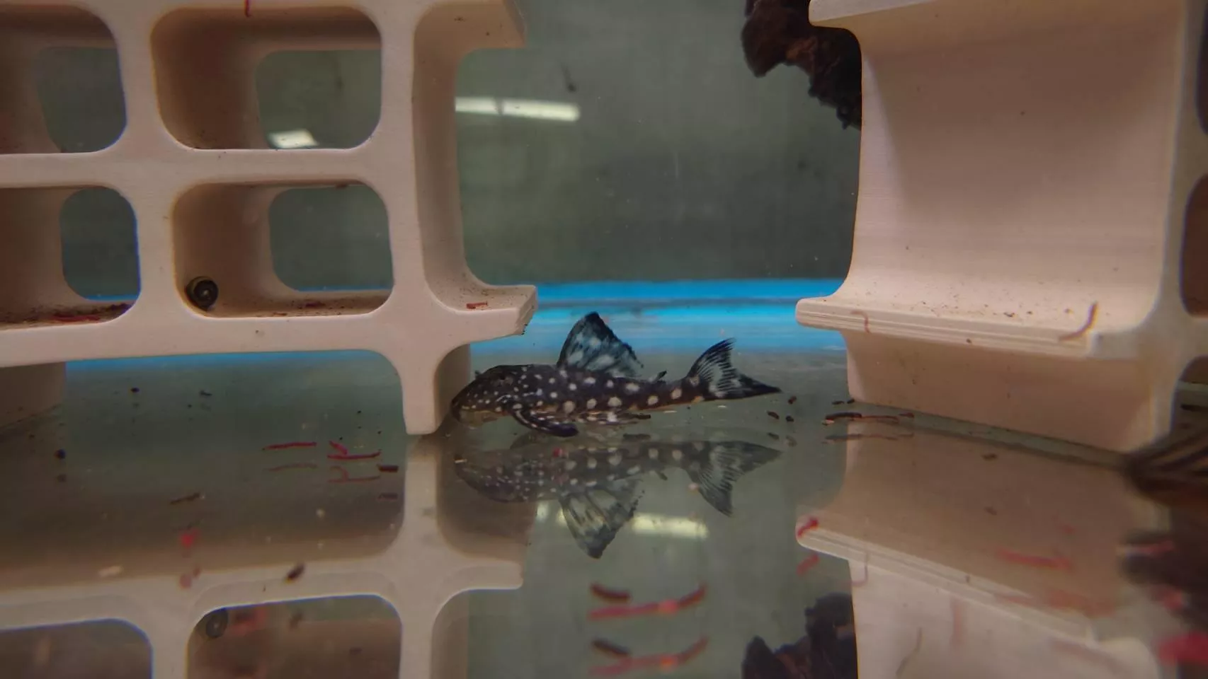 L102-W白花旦異型