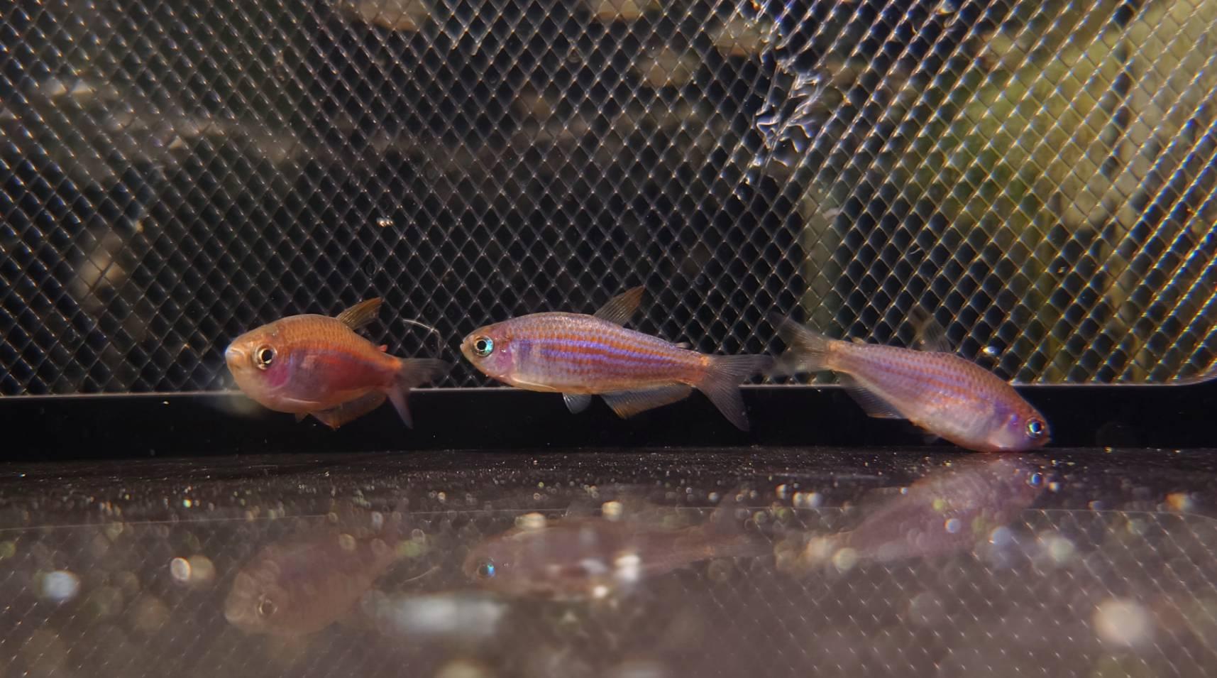 CB彩虹星鑽