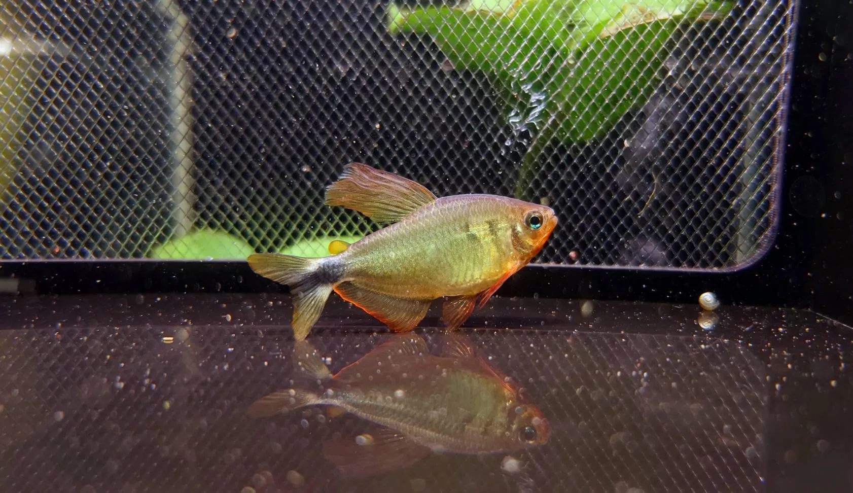 CB粉黃蝴蝶凱蒂