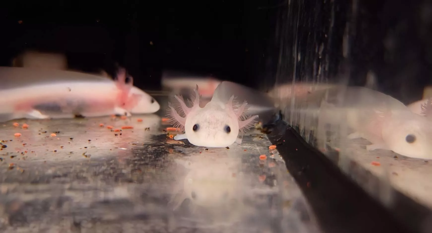 白化黑眼六角恐龍