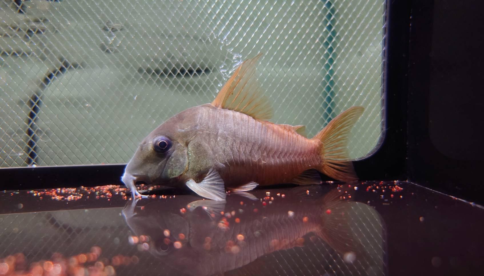 W紅帆鼠