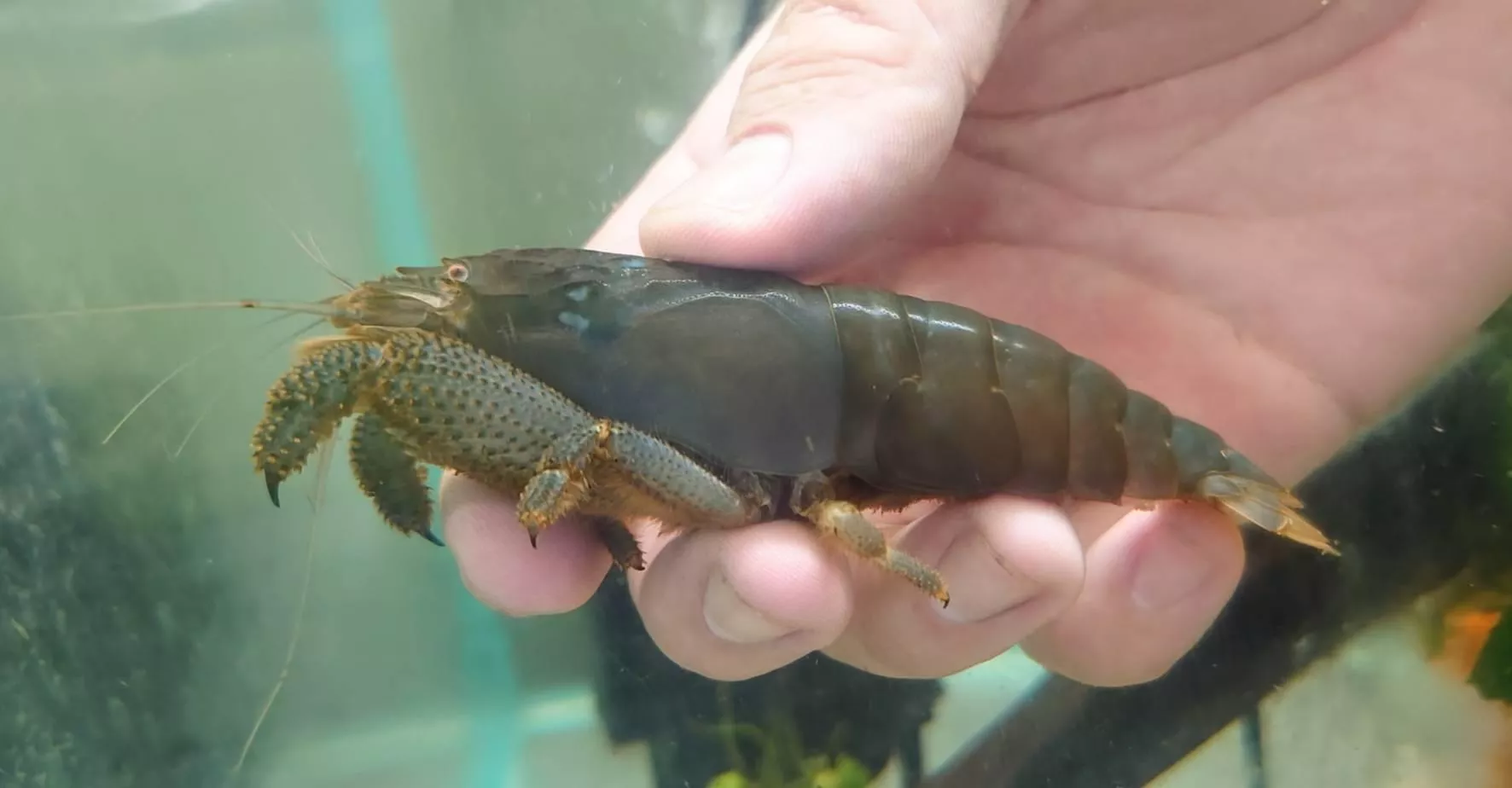 非洲巨人網球蝦