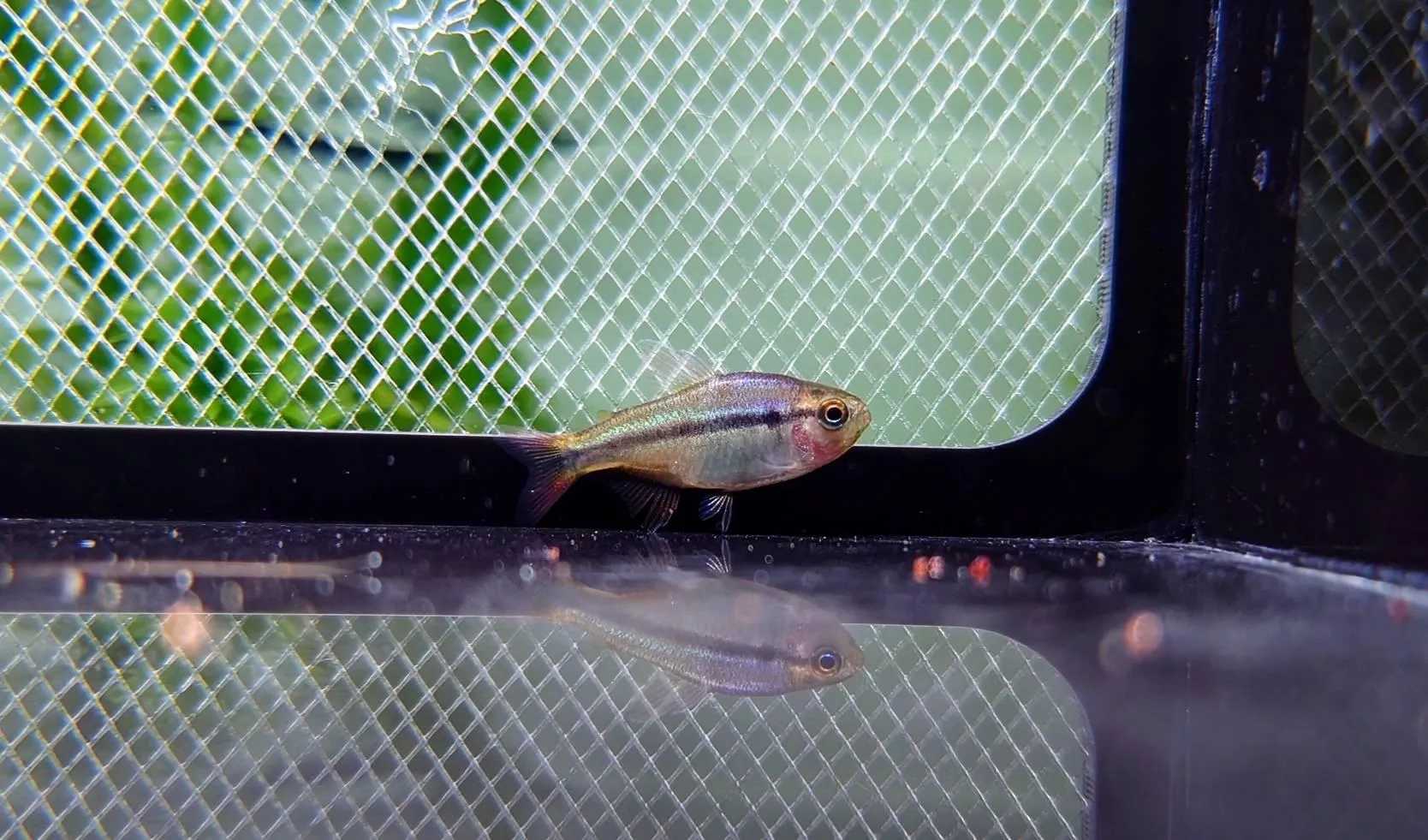 CB超級彩虹藍帝燈