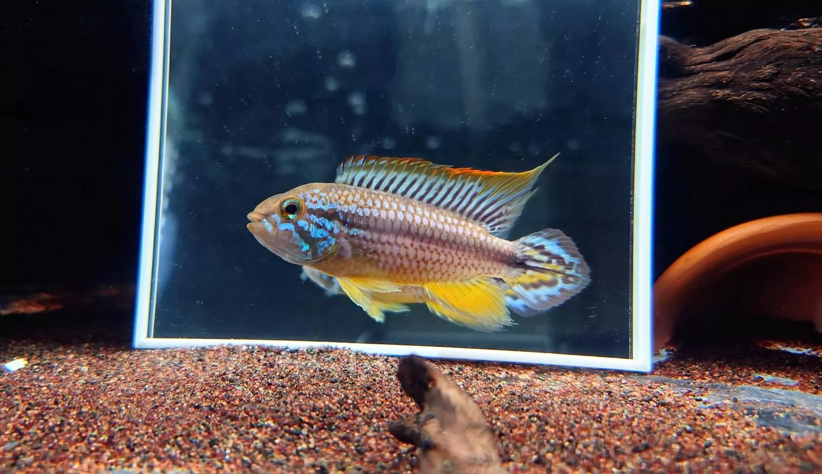 W泰菲阿卡西/對