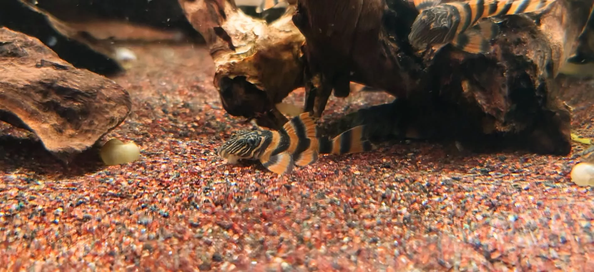 L397 阿蓮卡紅老虎