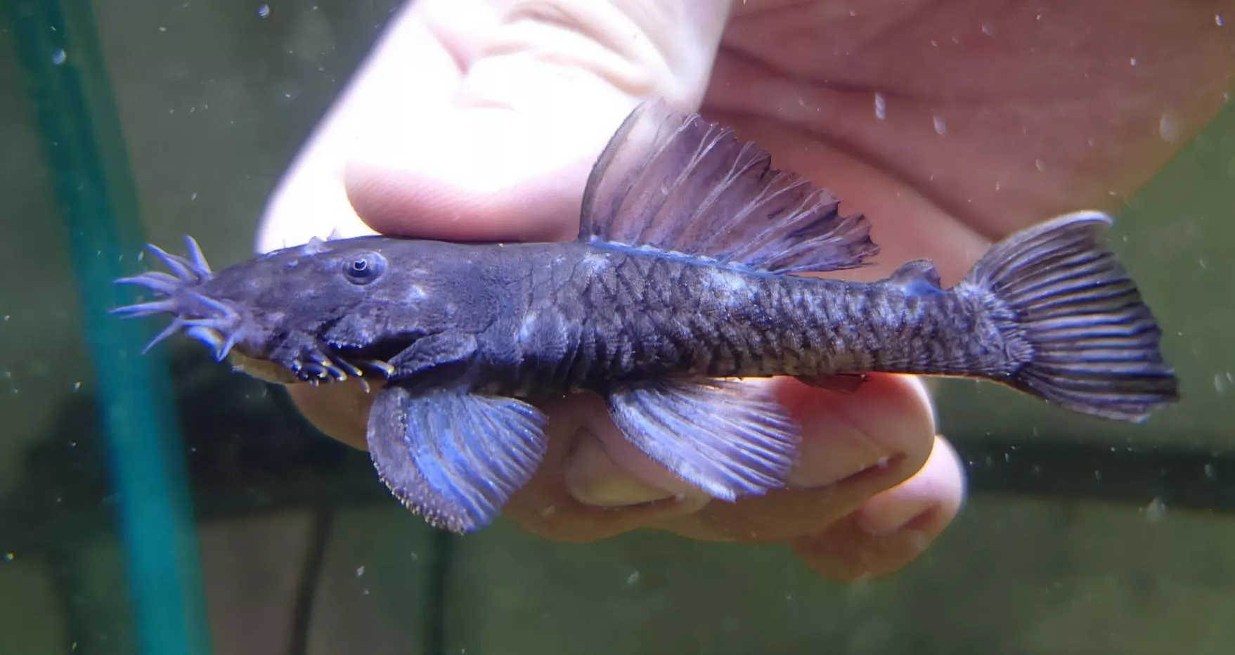 L-034W三角錐大鬍子