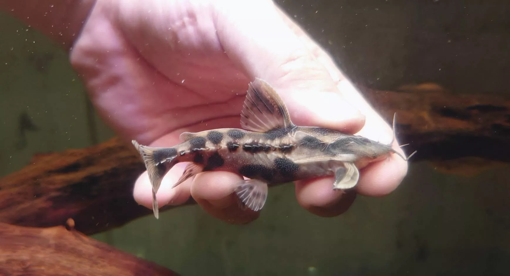 W祕魯艾爾溫尼鐵甲武士