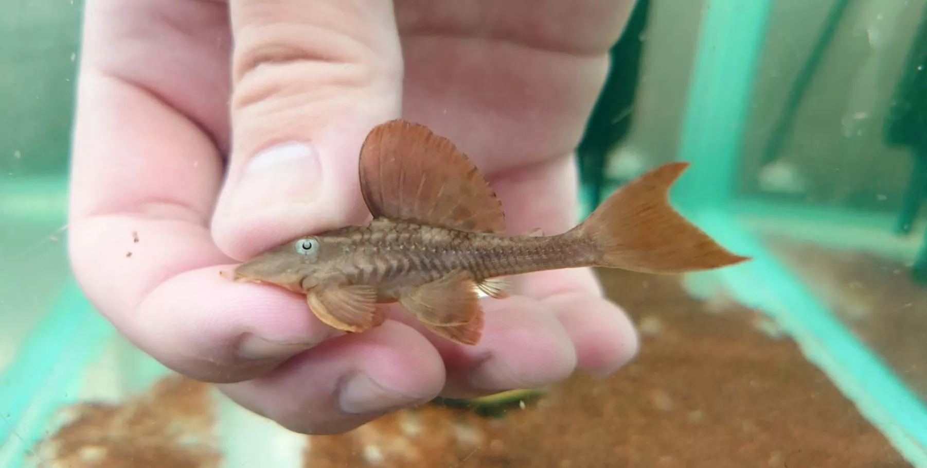 L137-W藍眼紫羅蘭