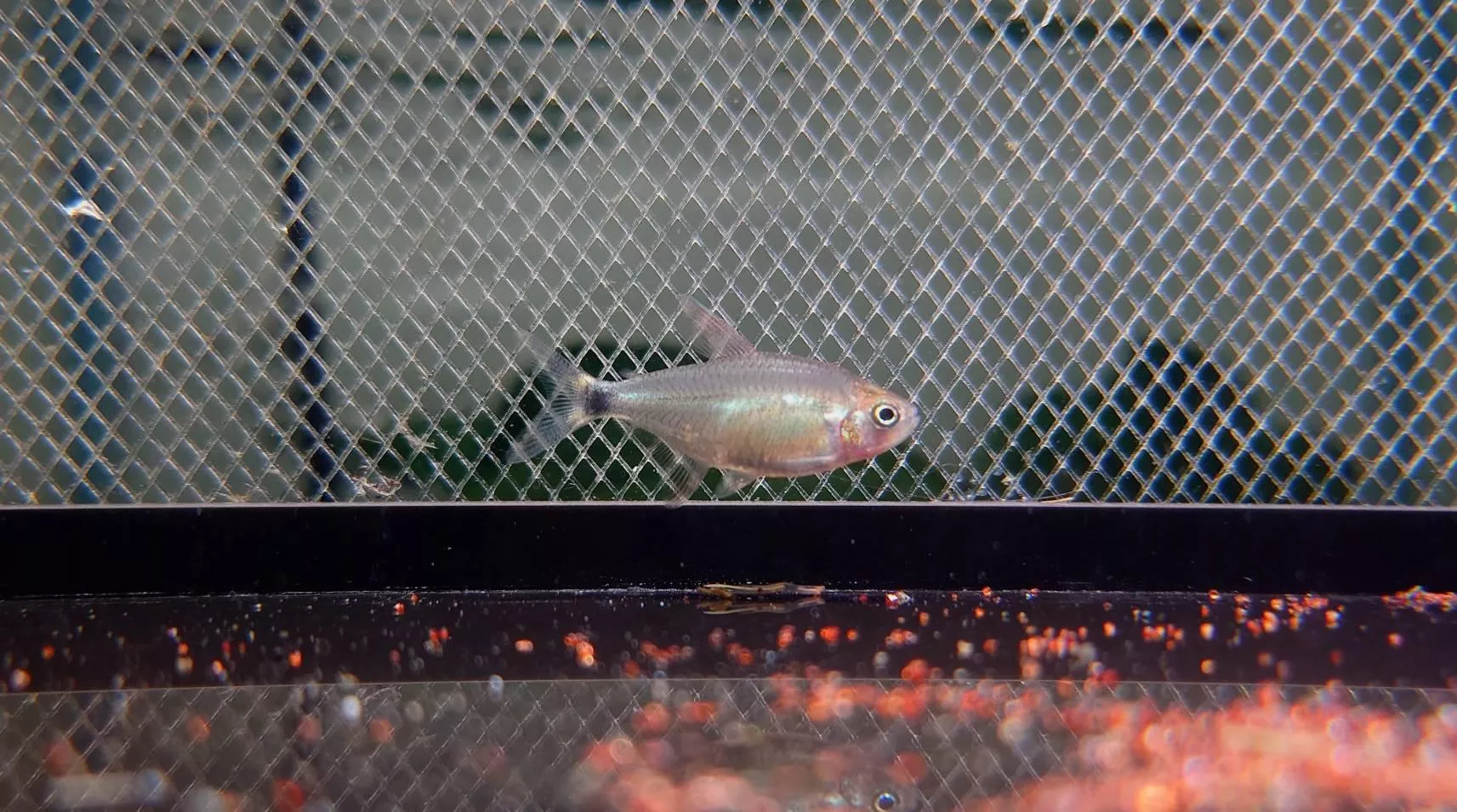 CB寶獅燈/火焰惡魔