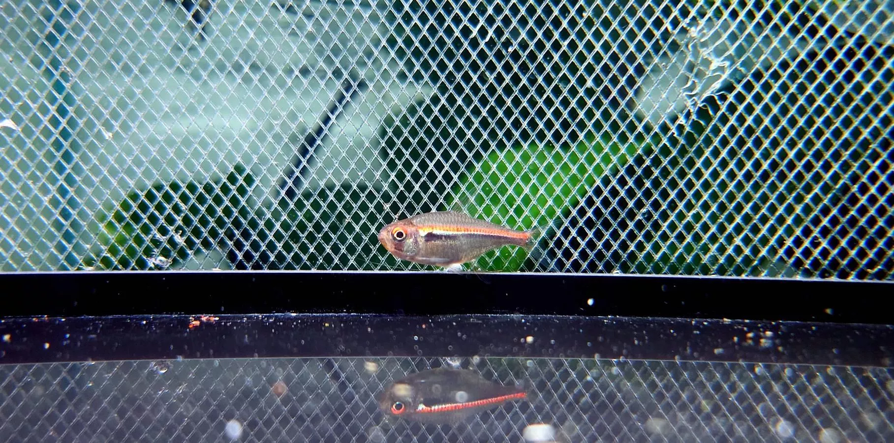 CB亞瑪帕三色燈