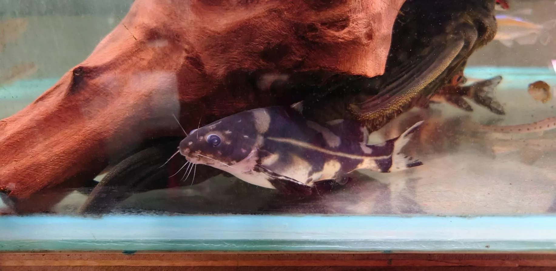 黃金迷彩駱駝/香蕉鴨嘴