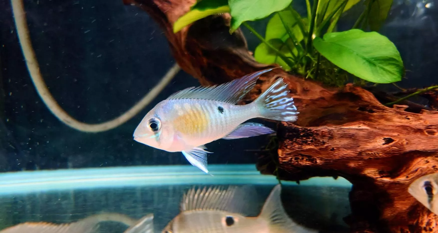 CB聖塔倫月亮寶石