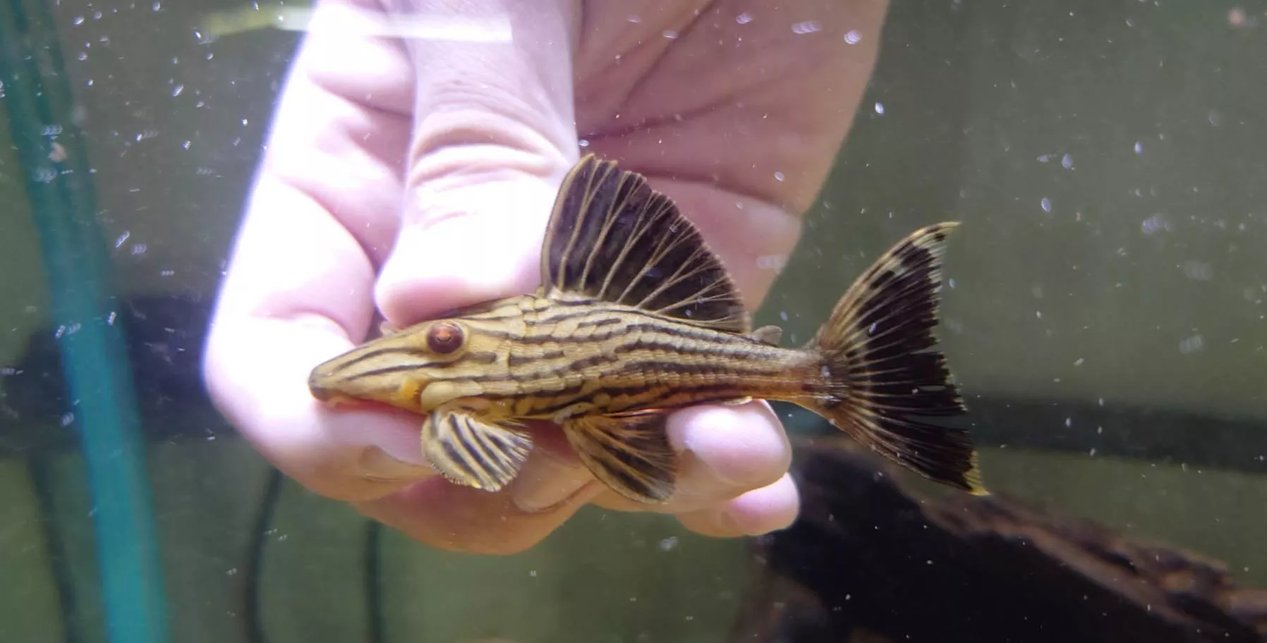 L27A-W木紋皇冠豹