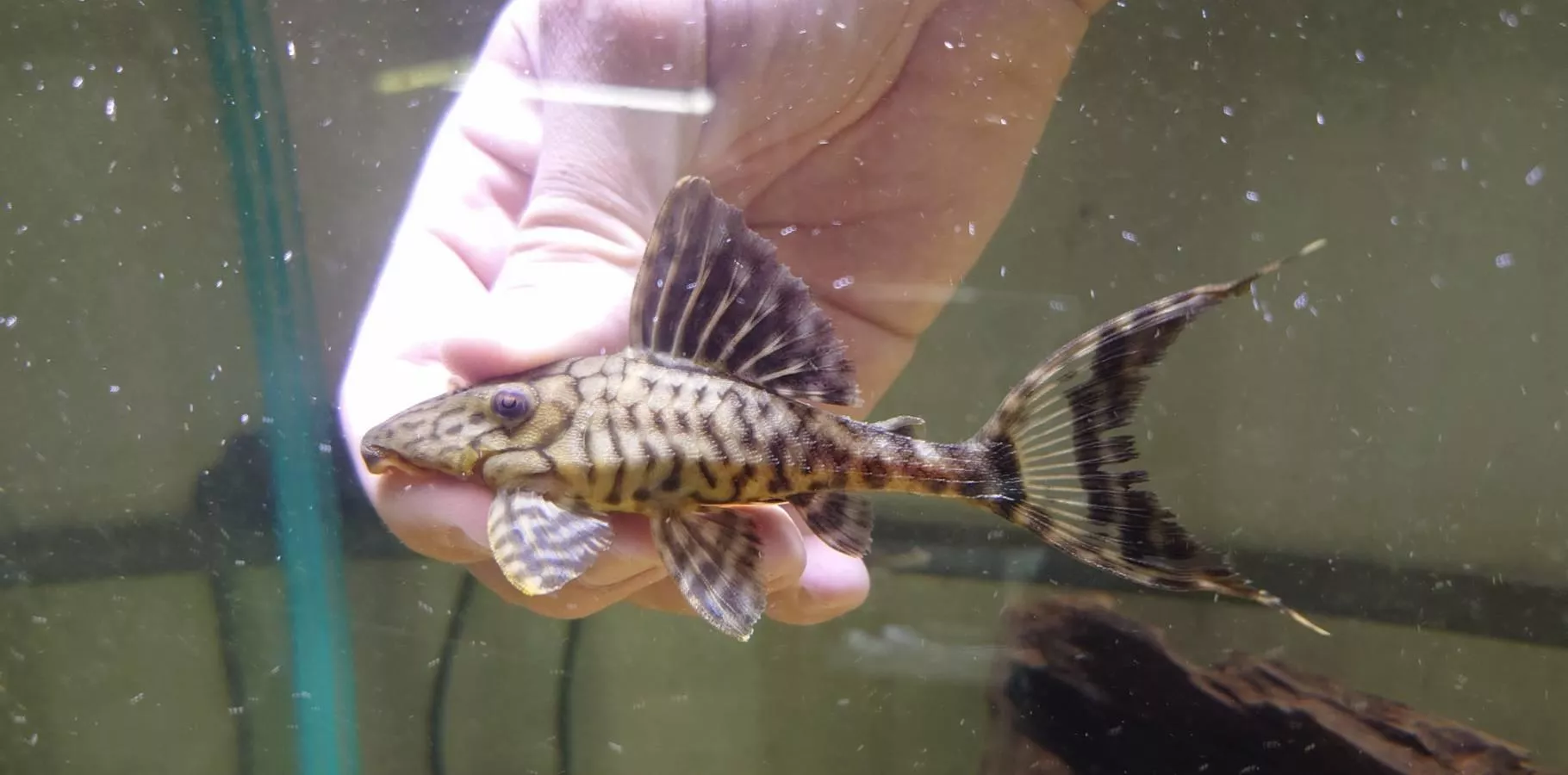 LDA65-W幽靈皇冠豹