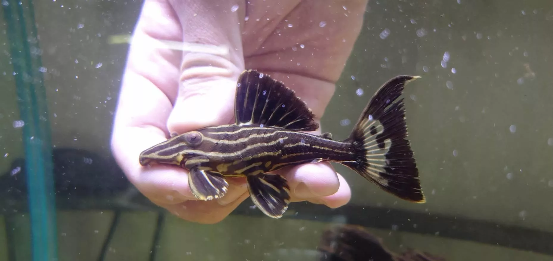 L27D-雷神皇冠豹