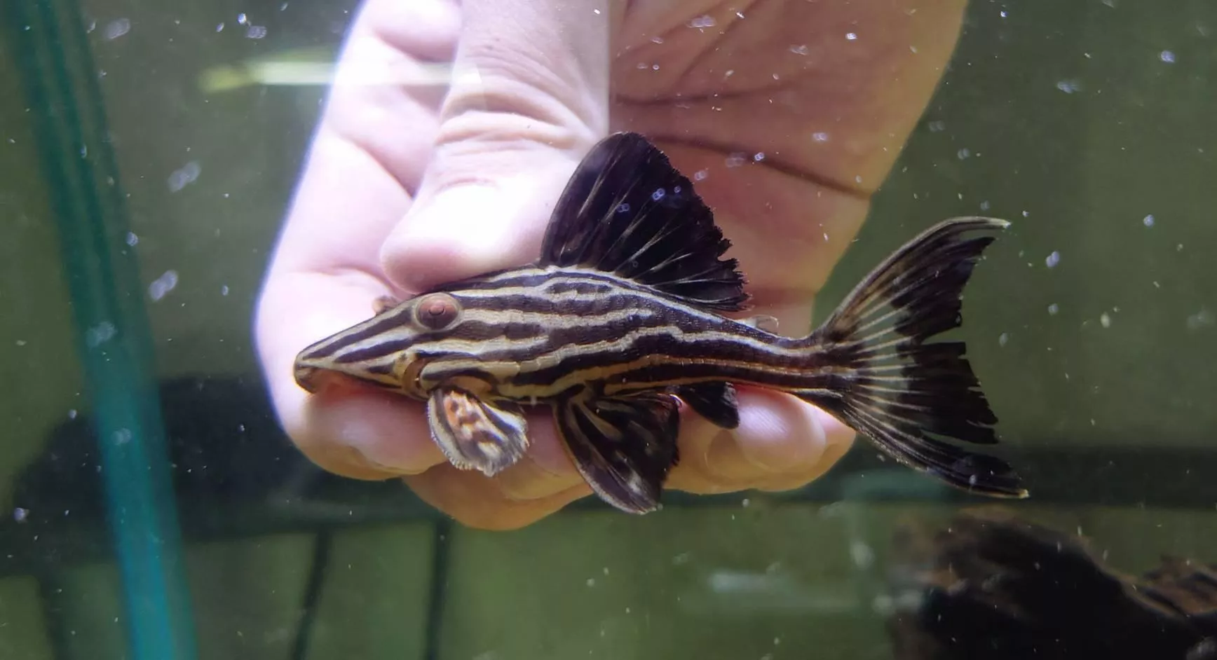 L27B申古白金皇冠豹