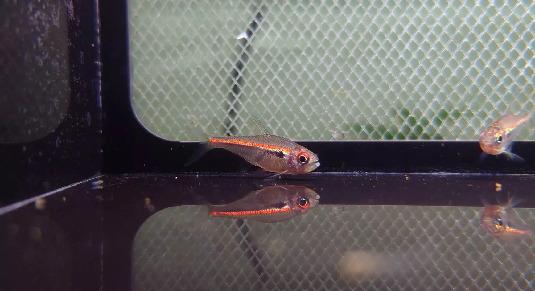 CB亞瑪帕三色燈