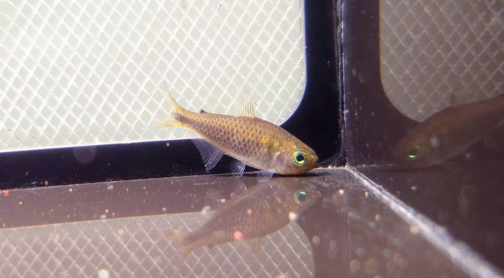 CB紫影翡翠可卡