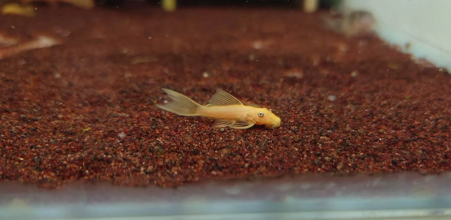 CB藍眼大帆鬍子