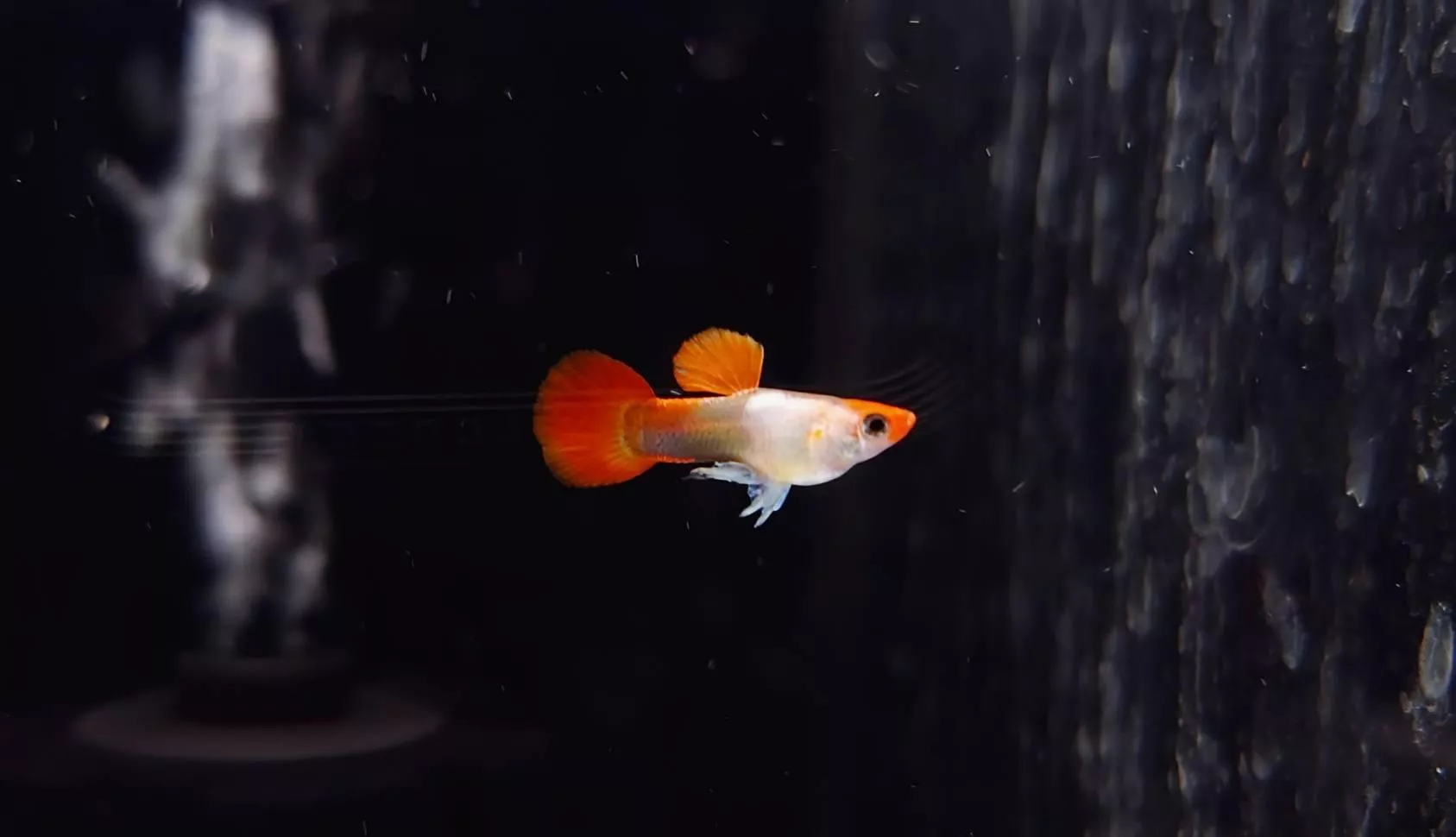 短身艾爾銀丹頂