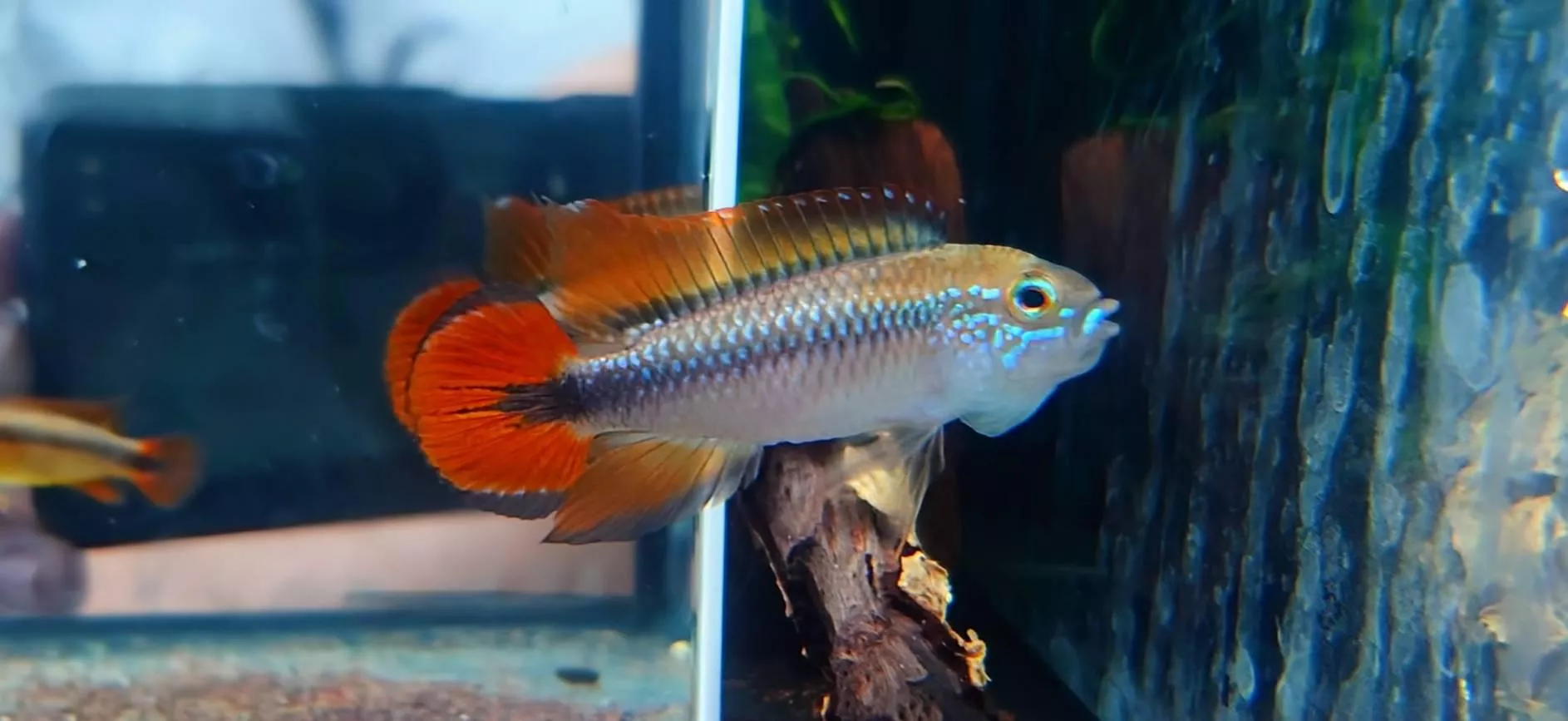 藍體超紅尾阿卡西