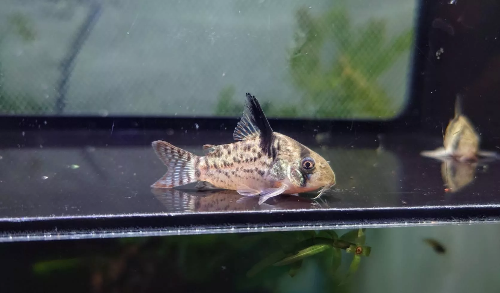 W哥倫比亞煙圈鼠