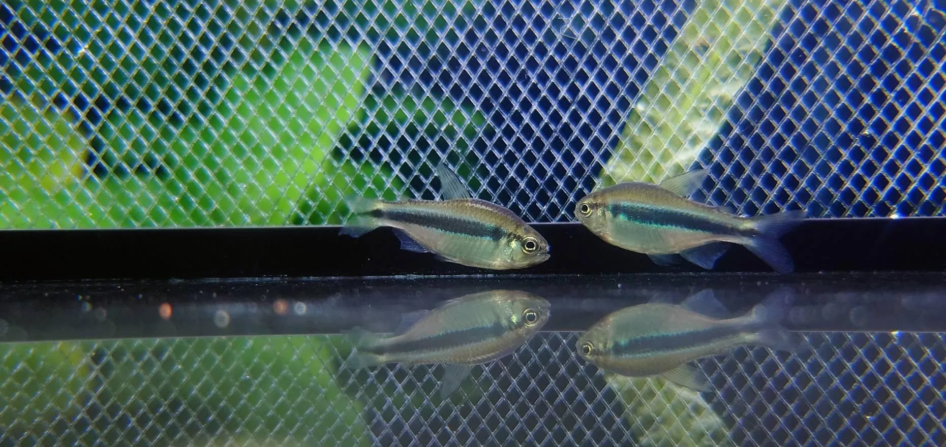 CB隆背檸檬藍帝燈