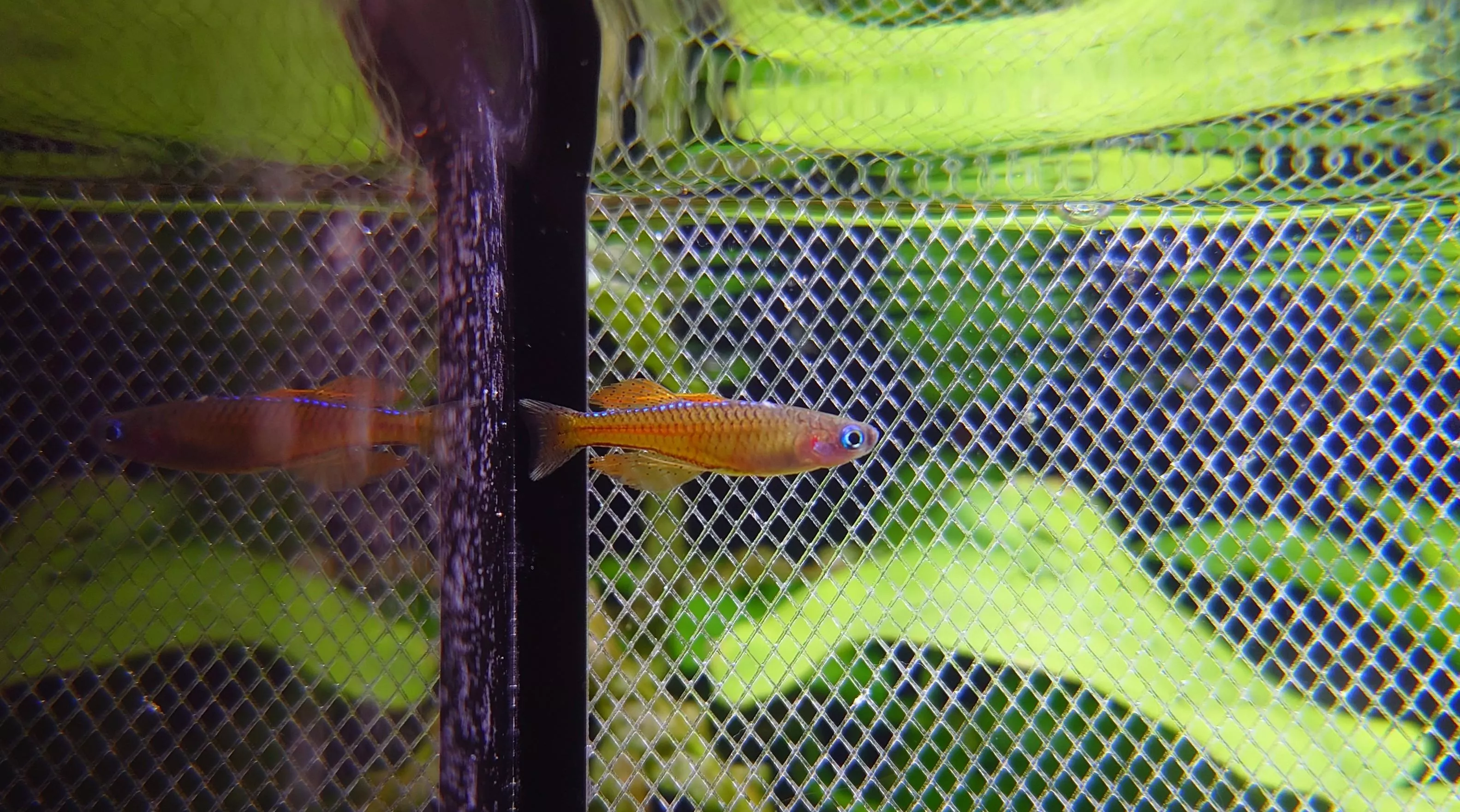 CB橘子霓虹珍珠燕子