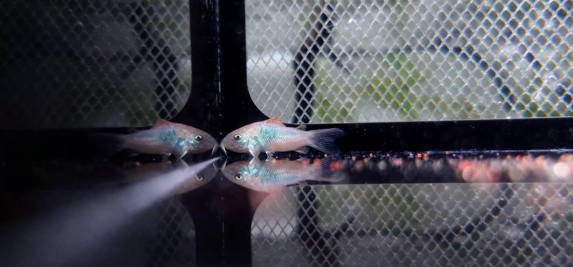 CB委內瑞拉青鼠