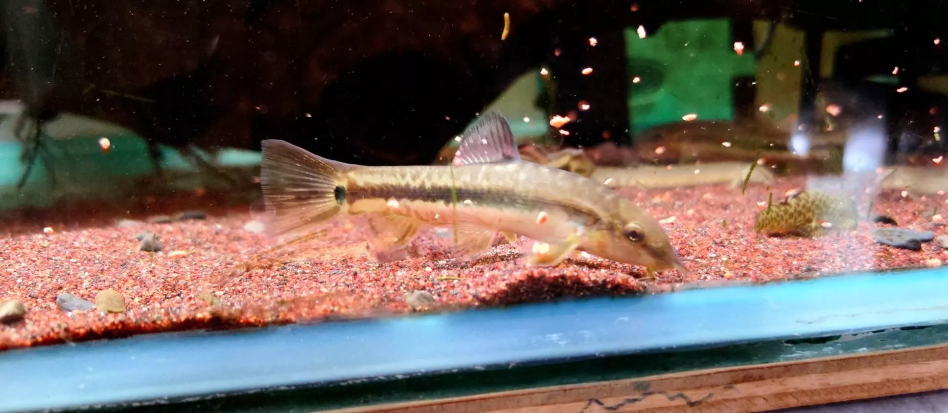 W美麗小條鰍/花斑紅尾鰍