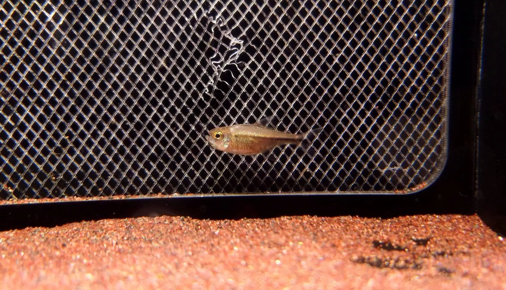 CB紫皇后可卡燈