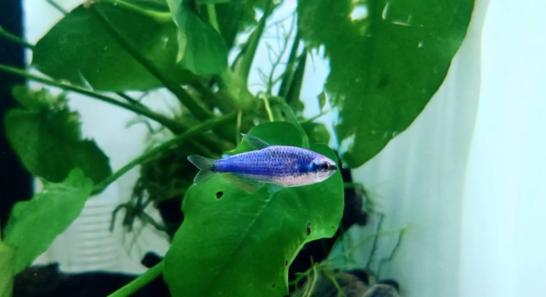 CB超級藍國王燈