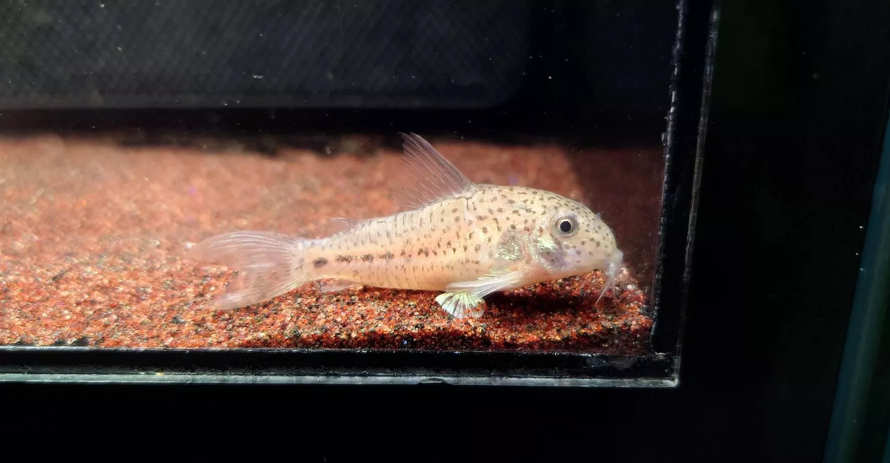 CB蘇利南花尾鼠