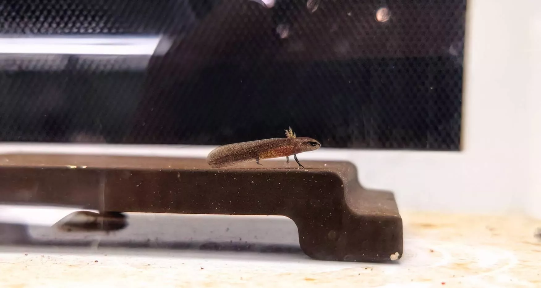 CB劍尾蠑螈/水中體